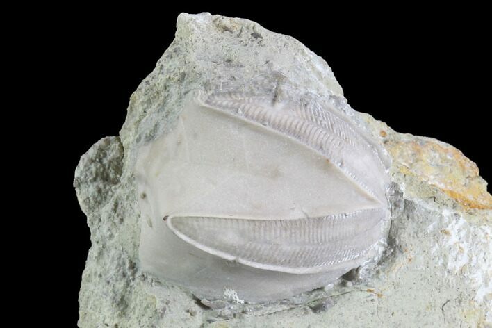 Blastoid (Pentremites) Fossil - Illinois #86444